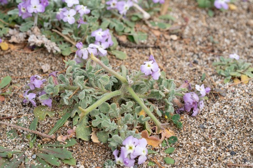 Three-horned Stock (Matthiola tricuspidata)