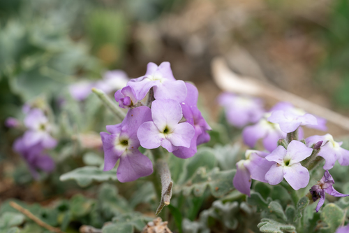 Matthiola tricuspidata, photograph 6