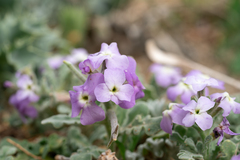 Matthiola tricuspidata, photograph (c) Eleftherios Katsillis, some rights reserved (CC BY)
