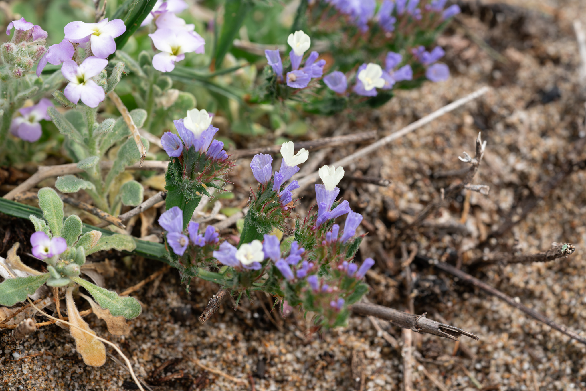 Blue Statice (Limonium sinuatum)