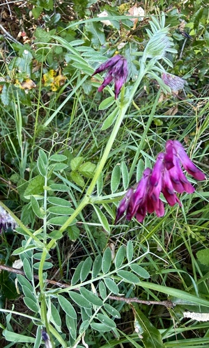 reddish tufted vetch (Vicia benghalensis)