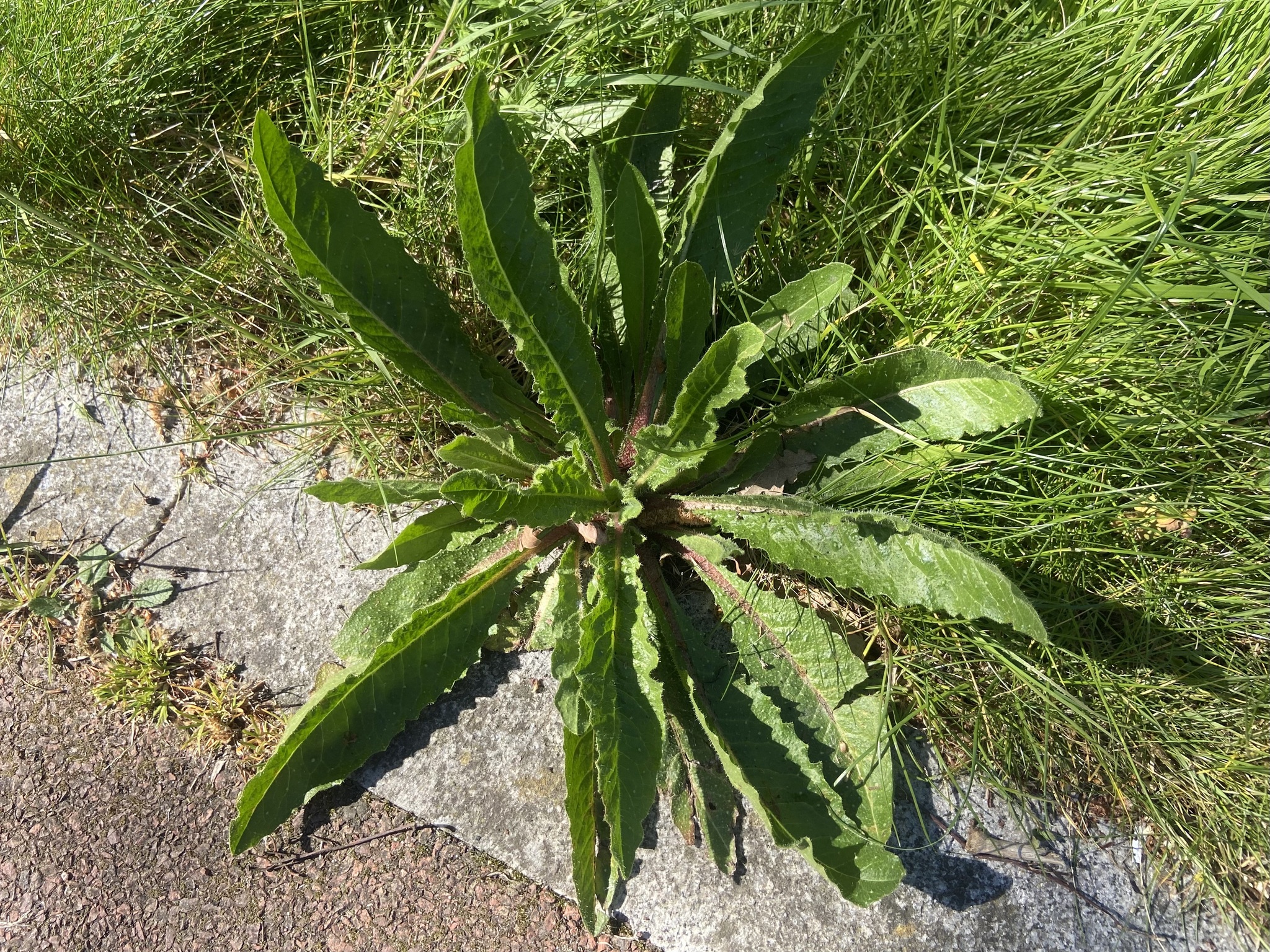 Bristly Oxtongue (Helminthotheca echioides)