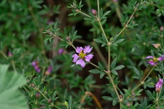 Cretan Bean-caper (Zygophyllum creticum)