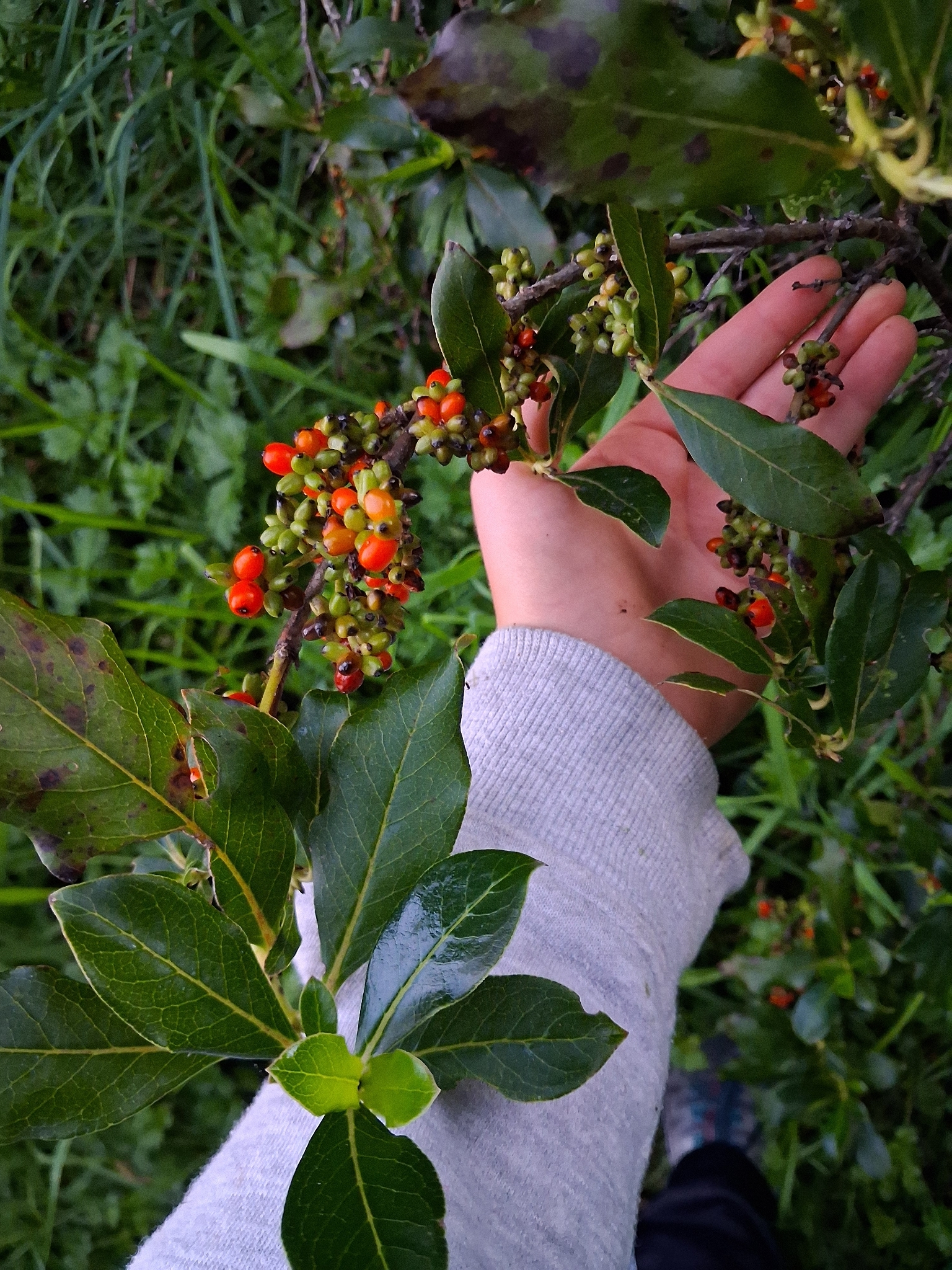 Karamū (Coprosma robusta)