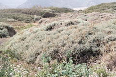 Centaurea spinosa, photograph (c) Eleftherios Katsillis, some rights reserved (CC BY)