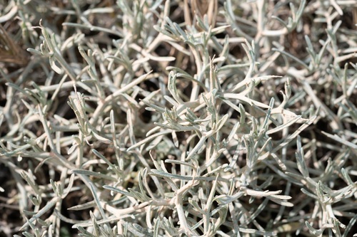 Centaurea spinosa, photograph 4