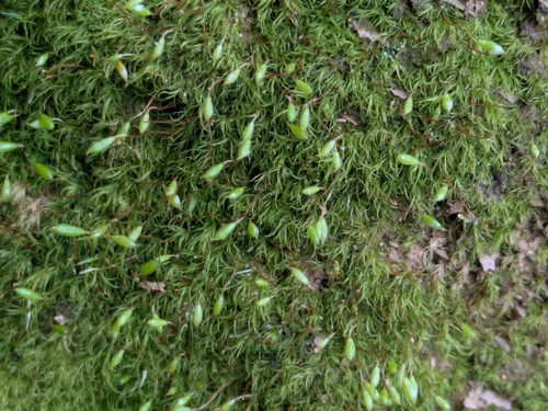 Cape Thread-moss (Orthodontium lineare)