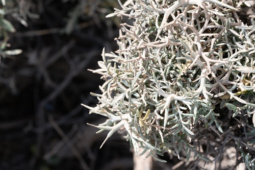 Centaurea spinosa, photograph 3