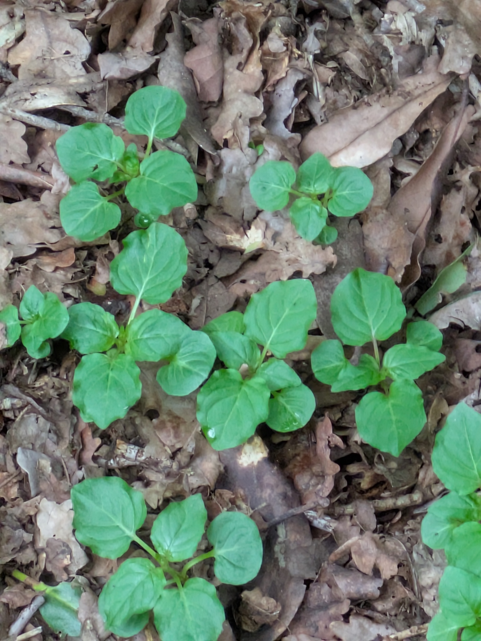 Enchanter's-Nightshade (Circaea lutetiana)