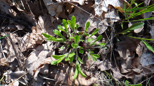 Eurasian Catchfly (Silene nutans)