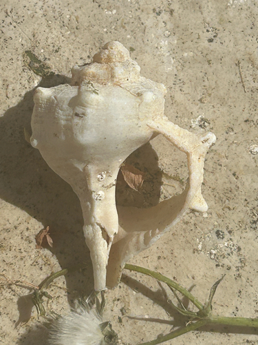 Bolinus brandaris