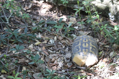 Testudo hermanni