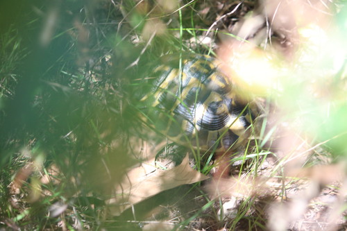 Testudo hermanni