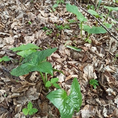 Arum besserianum