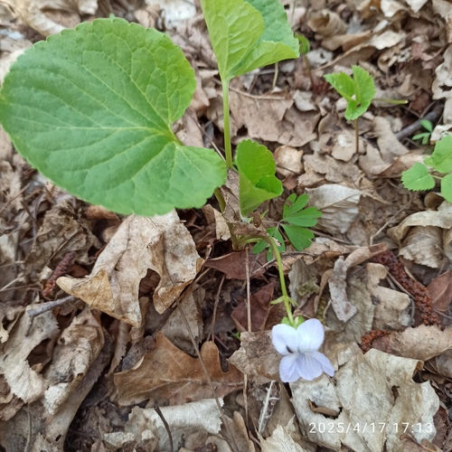 Wonder Violet (Viola mirabilis)