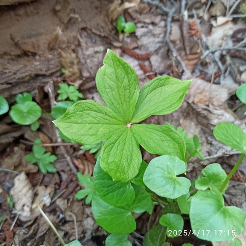 Herb Paris (Paris quadrifolia)