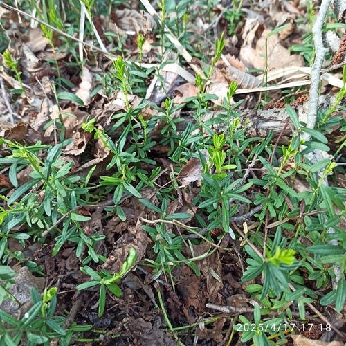 Dwarf euonymus (Euonymus nanus)