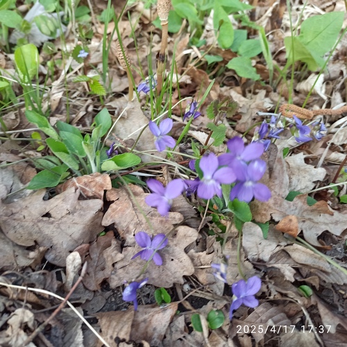 Hairy Violet (Viola hirta)