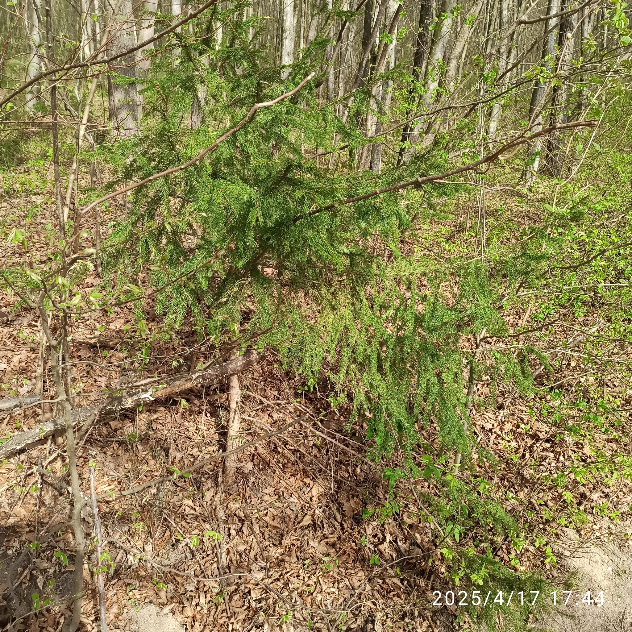 Norway Spruce (Picea abies)