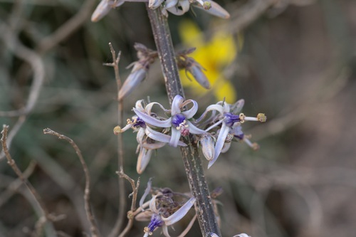 Rock Lettuce (Petromarula pinnata)