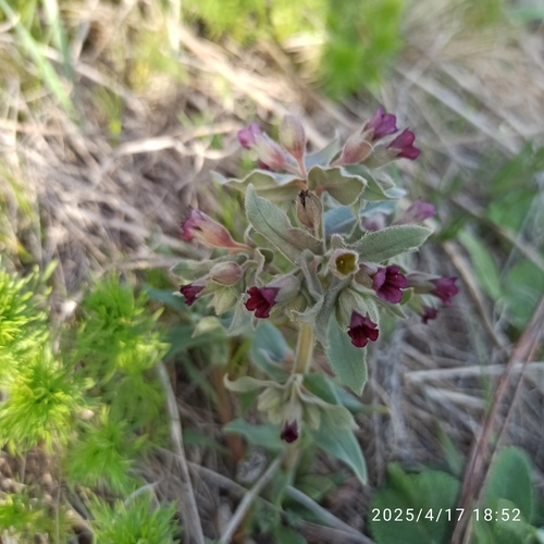 Brown Monkwort (Nonea pulla)