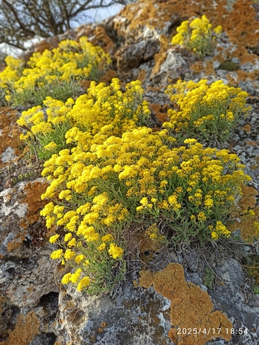 Gold-dust (Aurinia saxatilis)