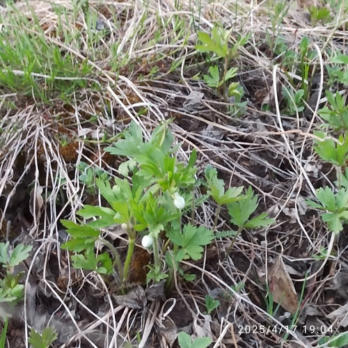 Snowdrop Anemone (Anemonoides sylvestris)