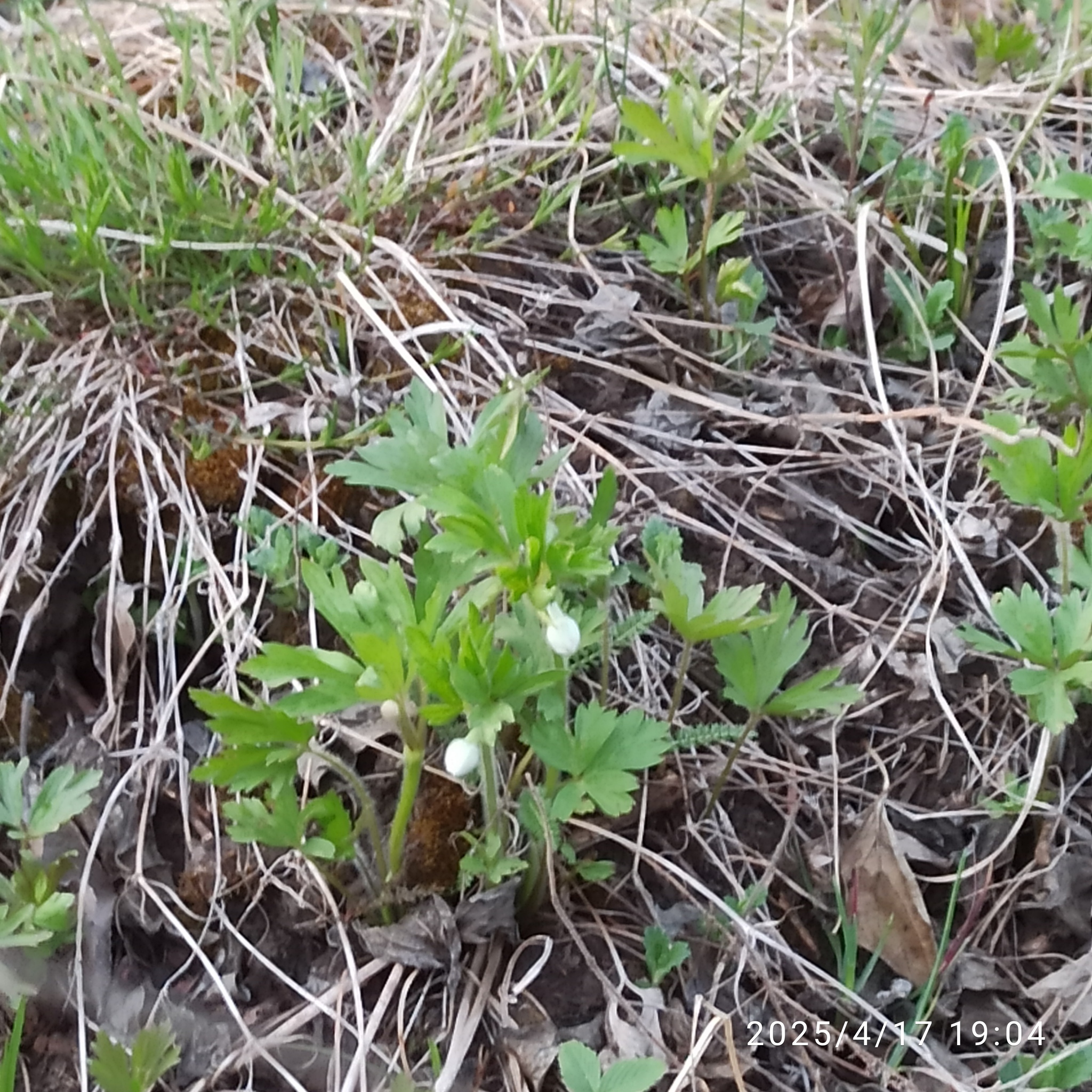 Snowdrop Anemone (Anemonoides sylvestris)