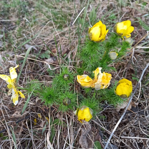 Spring Pheasant's Eye (Adonis vernalis)