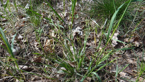 heath wood-rush (Luzula multiflora)