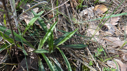 Narrowleaf Hawkweed (Hieracium umbellatum)