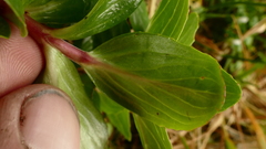 Epilobium matthewsii