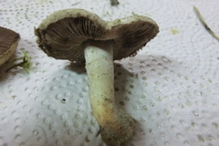Agaricus devoniensis