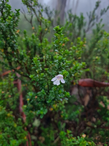 Prostanthera cuneata observed 2026-04-09
