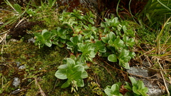 Epilobium matthewsii