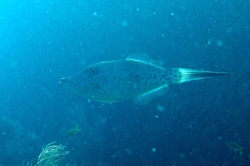 Scrawled Filefish — seen at this dive site