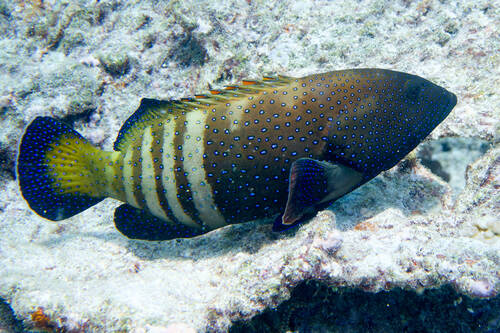 Cephalopholis argus