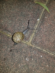 Cornu aspersum