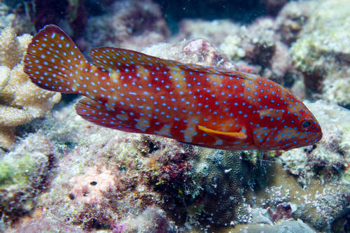 Cephalopholis miniata
