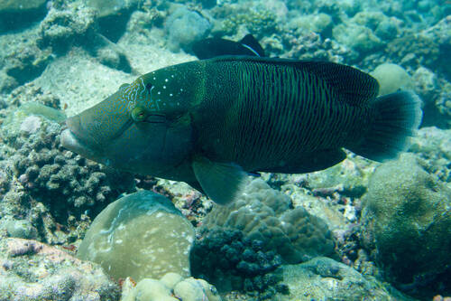 Cheilinus undulatus