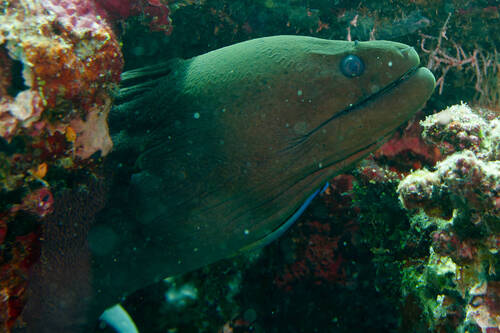 Gymnothorax javanicus