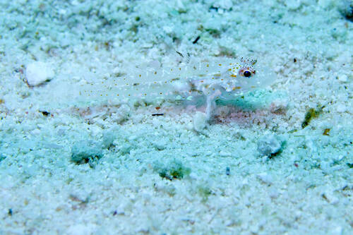 Fusigobius duospilus observed 2026-03-24