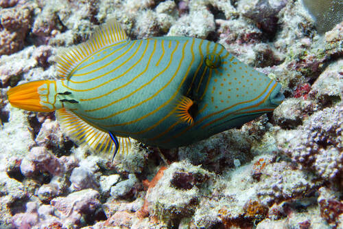 Balistapus undulatus