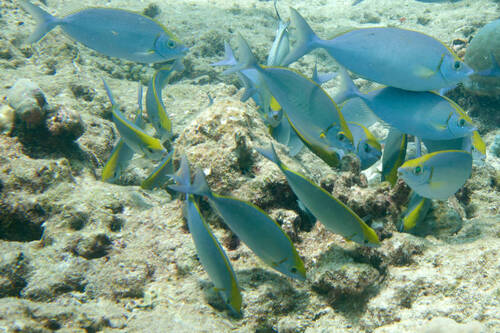 Siganus argenteus