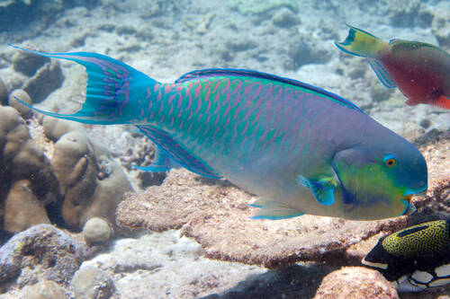 Chlorurus strongylocephalus