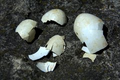 Poliocephalus rufopectus