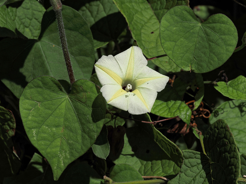Obscure Morning Glory