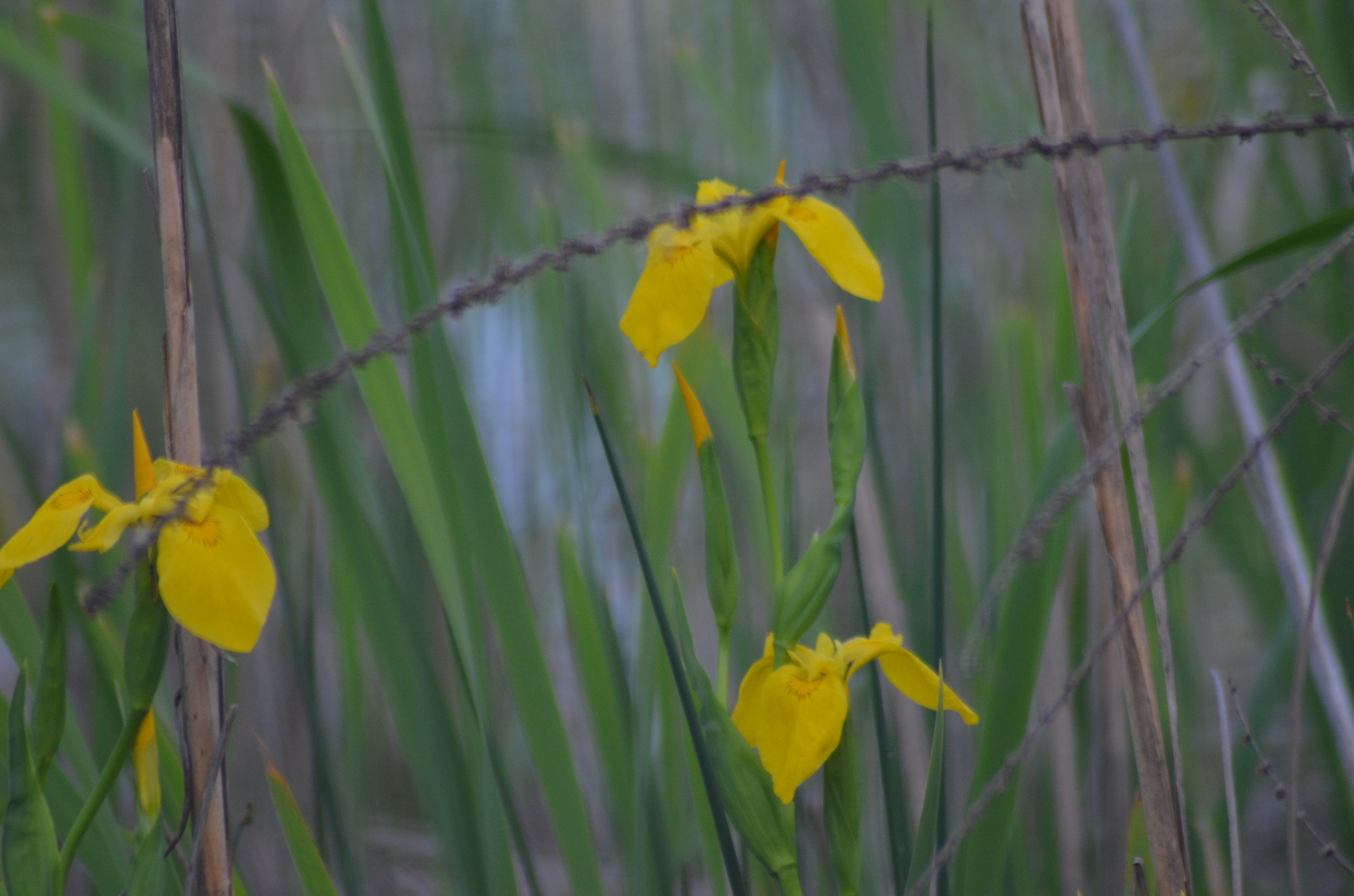 Yellow Iris (Iris pseudacorus)