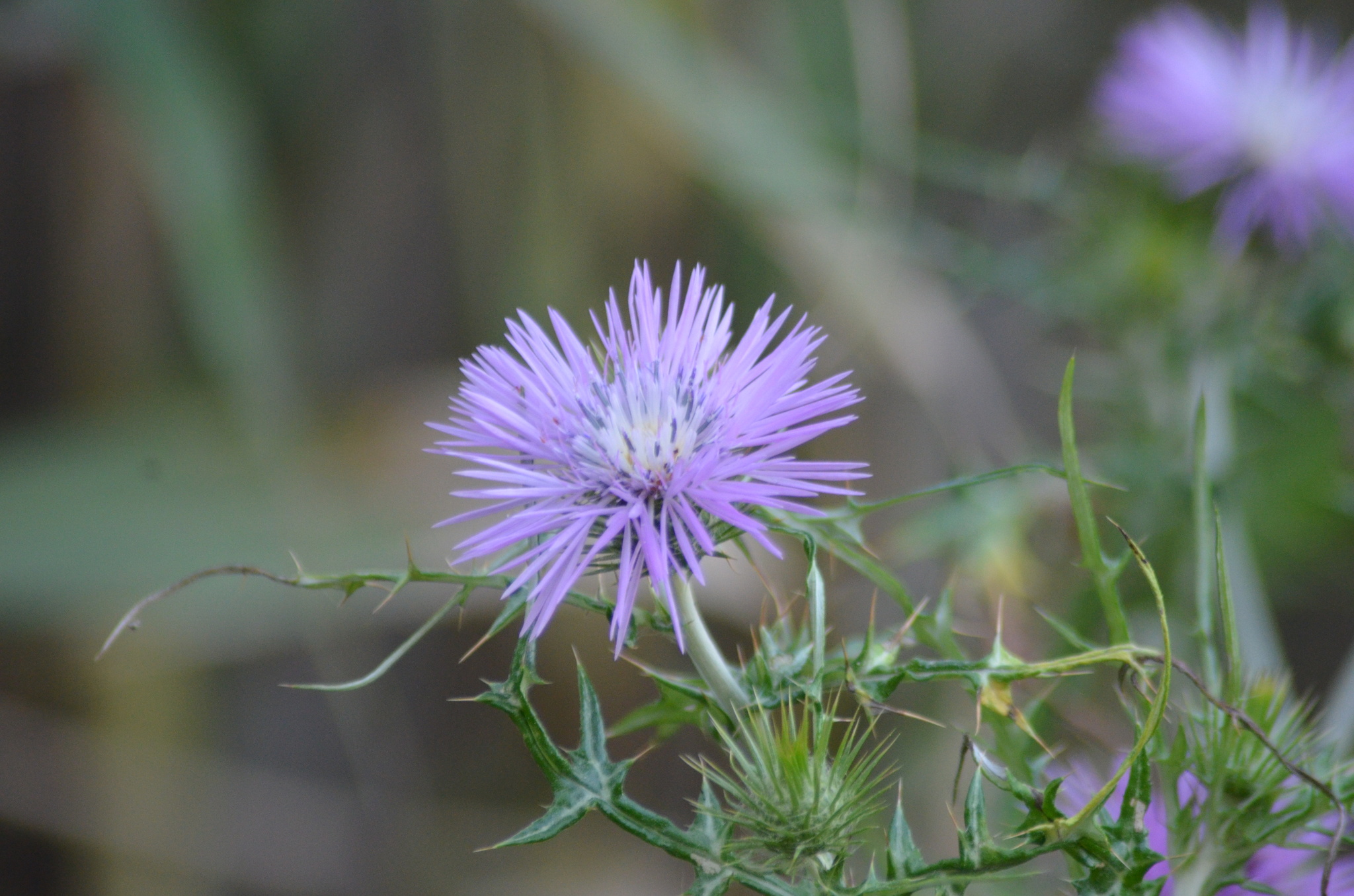 Purple Milk Thistle (Galactites tomentosus)