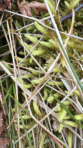 ribbed bog moss (Aulacomnium palustre)
